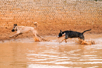 puppies playing in the water