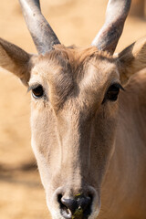 Close up portrait of the Common eland bull, Taurotragus oryx, also known as the southern eland or eland antelope, is a savannah and plains antelope found in East and Southern Africa