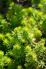 Rock stonecrop Angelina