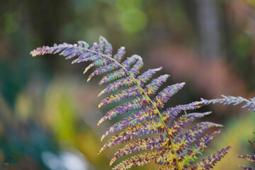 Fern in colorful warm autumn colors in October macro photo