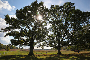 Calm landscape with two big trees and a woman standing between them, Gotland Sweden.