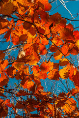 Selective focus. Yellow leaves against the sky. Autumn background.