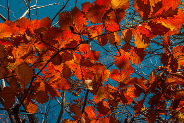 autumn leaves background