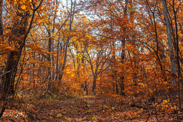 Fototapeta premium Selective focus. Beautiful autumn background. Yellow leaves. Beautiful forest.