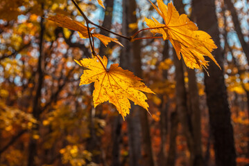 Selective focus. Yellow maple leaves against the sky. Autumn background.