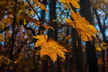 Autumn trees. Tourism and travel in autumn.
