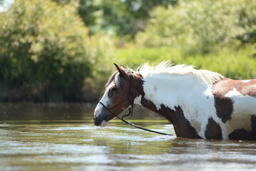Sommertag mit Pferden am Fluss. Schöne gescheckte Pferde zur Abkühlung im Wasser