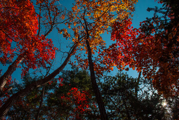 Autumn background. Rest in nature.
