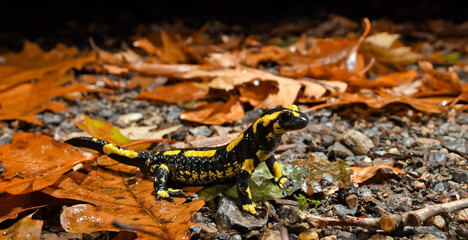 Feuersalamander // Fire salamander (Salamandra salamandra terrestris) - Wuppertal, Gernany
