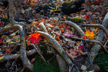 Selective focus. Tourism. Travel in autumn. Beautiful autumn.