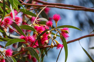 Buds and pink flowers of a flowering eucalyptus leucoxylon megalocarpa tree close-up.