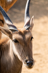 The common eland or Taurotragus oryx also known as southern eland or eland antelope, close up portrait unger the tree