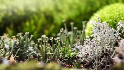 Lichen variety