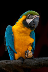 Blue-and-yellow macaw closeup (Ara ararauna), exotic bird sitting on a bench with a nut