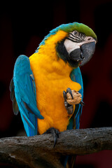 Ara parrot is eating a walnut. The parrot is eating a nut. The parrot holds a nut in its paw.