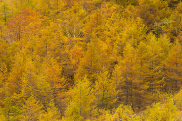 カラマツの秋