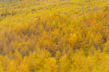 金色のカラマツ群