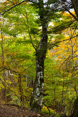 紅葉の中の凛としたブナ