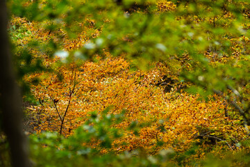 緑の向こうの紅葉