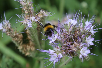 Eine Biene auf Wildblumen. Frühling wiesen Szene. Bienen bestäuben eine Wildblume. Staubblatt und Stempel. Grün im Hintergrund. Üppiges Laub. Makrofotografie von Insekten. Blütenstaub in der Luft. 