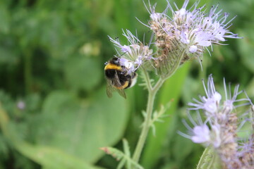 Eine Biene auf Wildblumen. Frühling wiesen Szene. Bienen bestäuben eine Wildblume. Staubblatt und Stempel. Grün im Hintergrund. Üppiges Laub. Makrofotografie von Insekten. Blütenstaub in der Luft. 