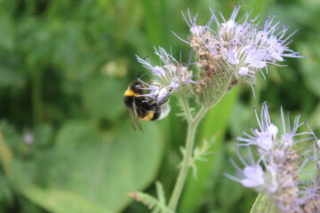 Eine Biene auf Wildblumen. Frühling wiesen Szene. Bienen bestäuben eine Wildblume. Staubblatt und Stempel. Grün im Hintergrund. Üppiges Laub. Makrofotografie von Insekten. Blütenstaub in der Luft. 