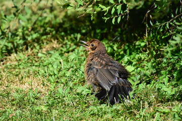 Eine hechelnde Amsel beim Sonnenbad
