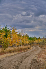 Fototapeta na wymiar Country road in an autumn pine birch forest against backdrop dramatic clouds.