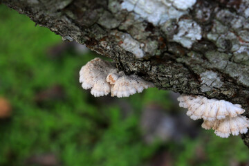 Mushrooms on a wood in the forest. Wild mushrooms on a tree stump. live by absorbing plant organic matter