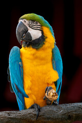 blue and yellow macaw eating a walnut while sitting on the tree in the park