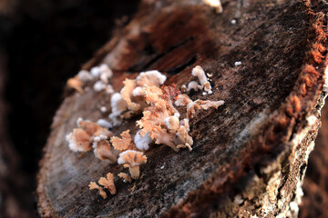 Mushrooms on a wood in the forest. Wild mushrooms on a tree stump. live by absorbing plant organic matter