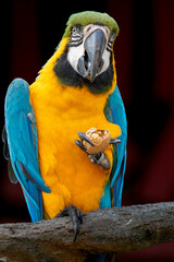 Ara (Macaw) Parrot eating nuts on a tree branch