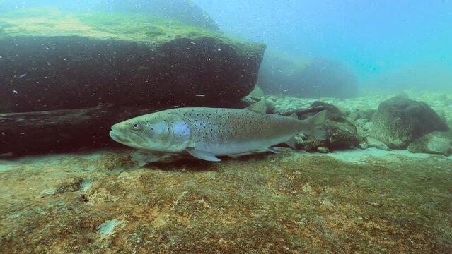 Freshwater fish Common huchen (Hucho hucho) in the beautiful clean river. Underwater footage with excellent background and natural light. Wildlife animal. Swimming predator fish in the river habitat.