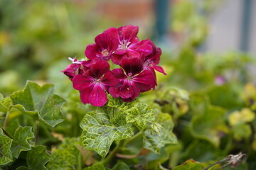 Pelargonium rollers Pioneer, Geraniaceae family.