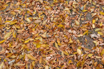 autumn leaves background