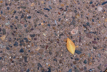 leaf on the sidewalk