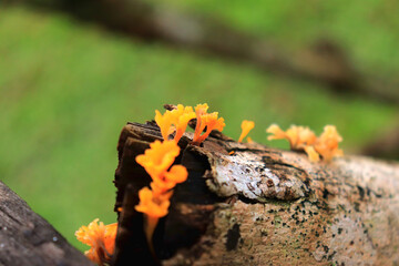 Mushrooms on a wood in the forest. Wild mushrooms on a tree stump. live by absorbing plant organic matter