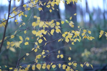 yellow birch leaves close-up on the background of the forest, autumn background texture of leaves in a cloudy forest, blurred background of the forest on the background of birch leaves