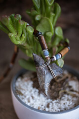 Serrated shark tooth necklace on plant