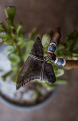 Serrated shark tooth necklace on top of plant