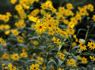 Jerusalem Artichoke  Helianthus with yellow blossom