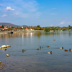 beautiful rocky river side in Szentendre from Danube river with ducks