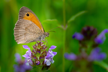 Großes Ochsenauge (Hyponephele lycaon)