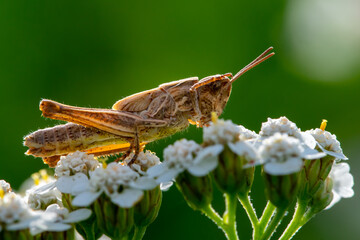 Kurzfühlerschrecke, wingless grasshopper