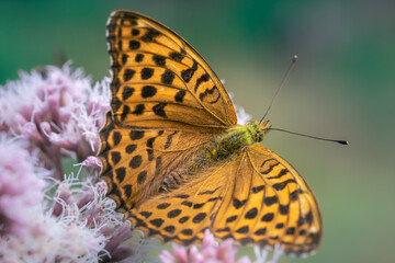 Kaisermantel (Argynnis paphia) ♂