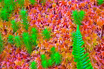 azores; sao miguel : red moss and fern