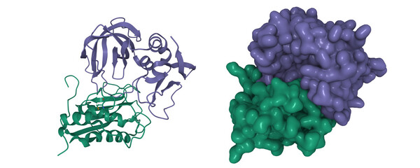 Matrix metalloproteinase-3 (green) and tissue inhibitor of metalloproteinases - 1 (violet) complex. 3D cartoon and Gaussian surface models, PDB 1uea