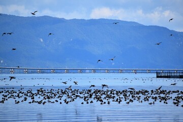 琵琶湖の渡り鳥鴨とオオバン
