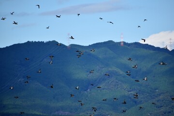 琵琶湖の渡り鳥鴨とオオバン