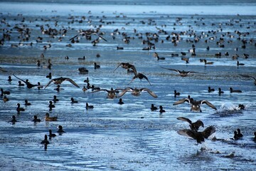 Fototapeta premium 琵琶湖の渡り鳥鴨とオオバン